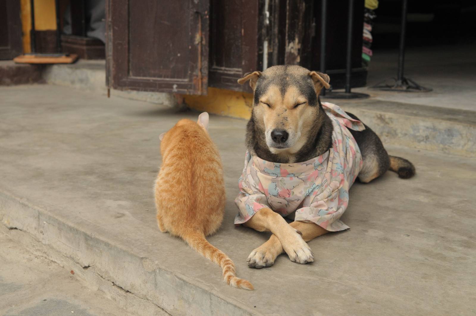 STREET CAT DOG 1