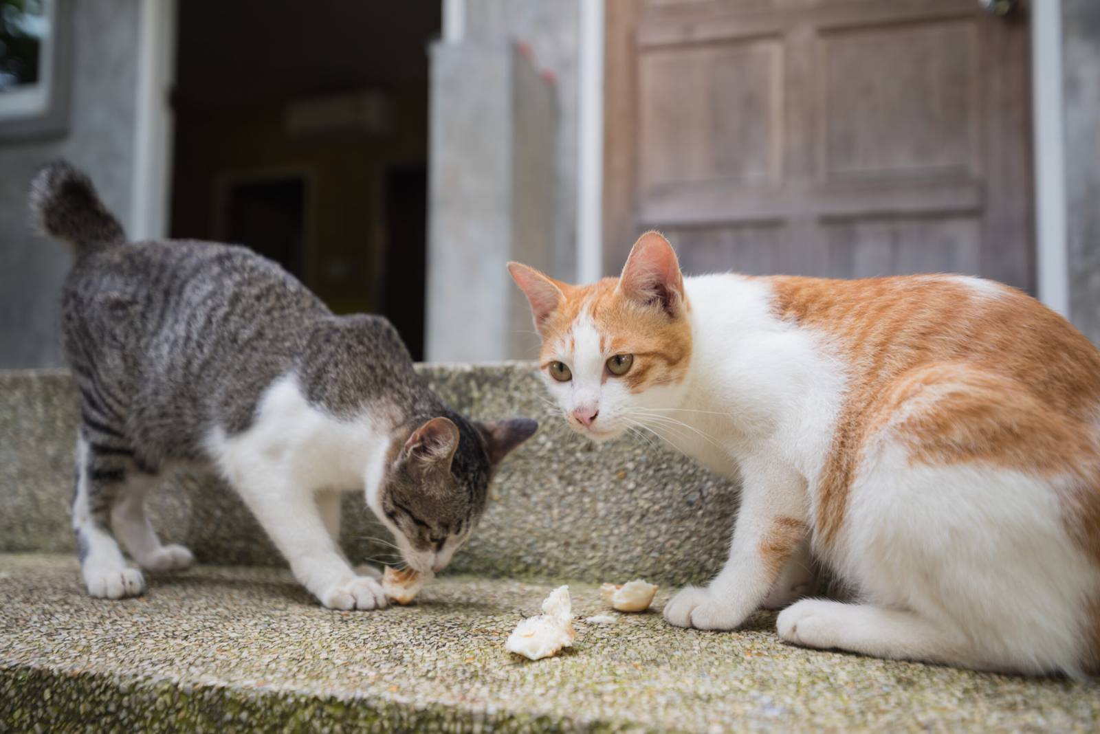 two cats eating on the floor
