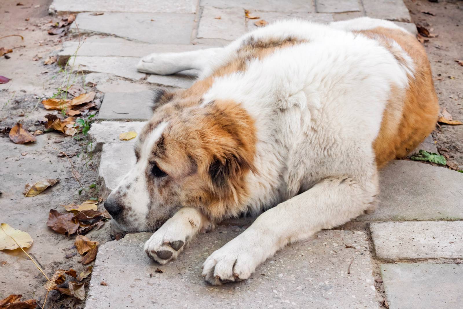 Sleeping dog resting its head on its paws. Breed Central Asian Shepherd (Alabai)