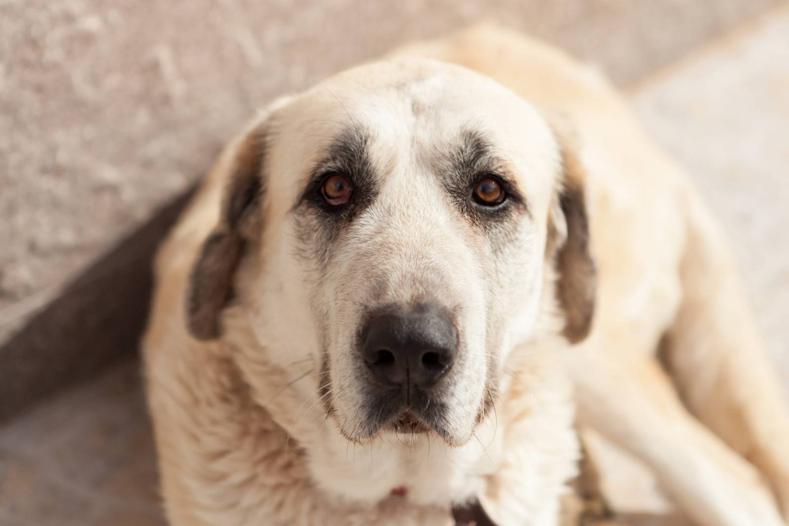 Big white dog lying down looking at camera