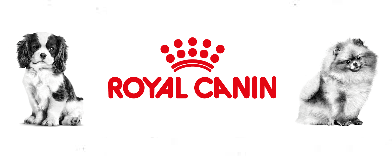 ROYAL CANIN-01